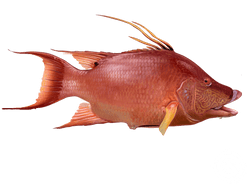 hogfish